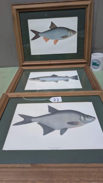 Fish Themed Prints