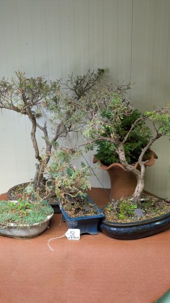 Bonsai Trees
